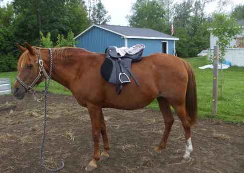 saddle_fitting_004_1.jpg