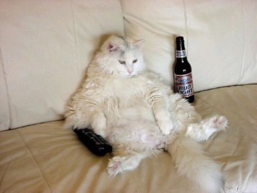 scaleddrunk_cat_couch_potato.jpg