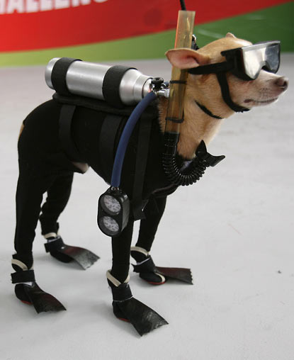 scuba_dog.jpg