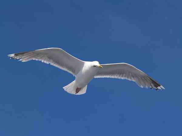 seagull_003.jpg