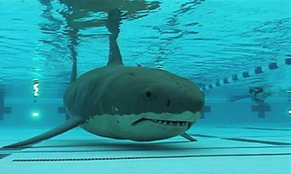 shark_in_pool2.jpg