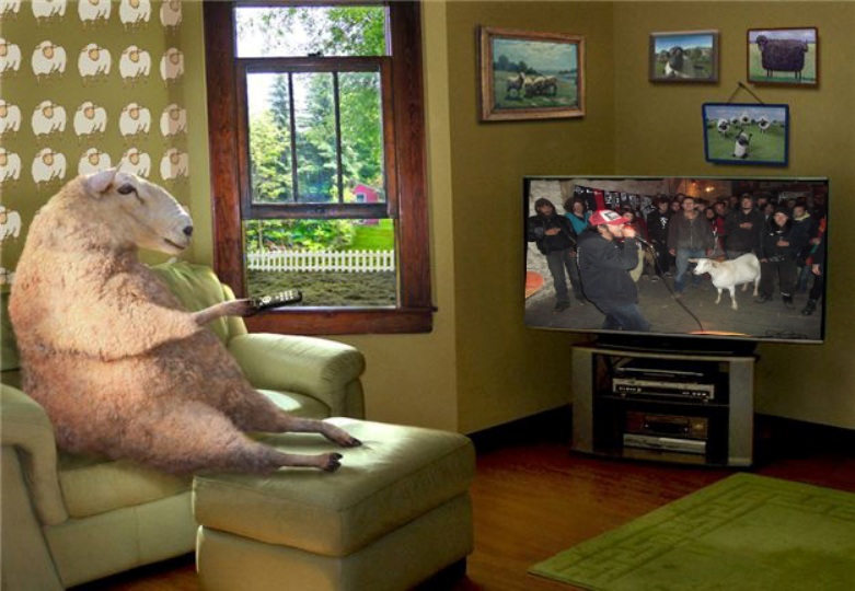 sheep_watching_tv.jpg