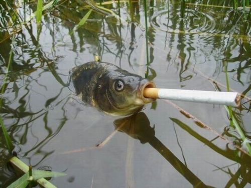 smoking_fish.jpg