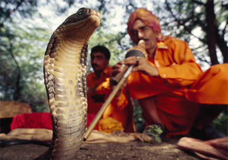 snake_charmer.jpg