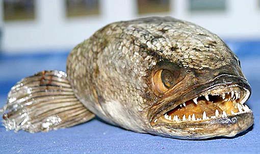 snakehead_fish.jpeg