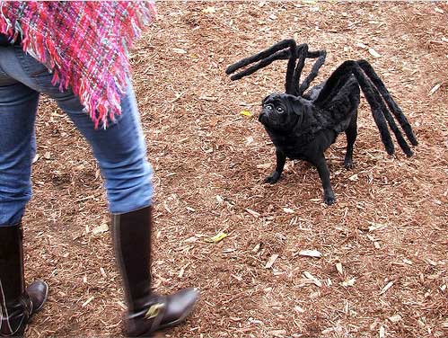 spider_pug.jpg