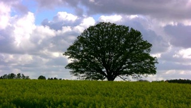 stock_footage_time_lapse_of_big_old_oak_tree_on_a_blooming_rape_field_against_violent_spring_clouds_on_a_stormy.jpg