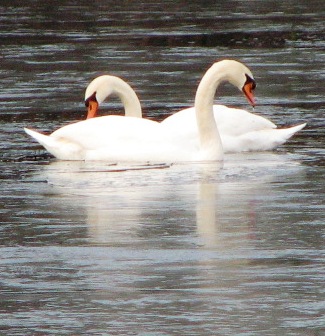 swans_on_fisk_lake.jpg