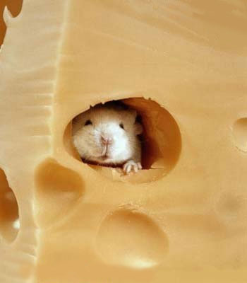 t194893_cheese_rat.jpg