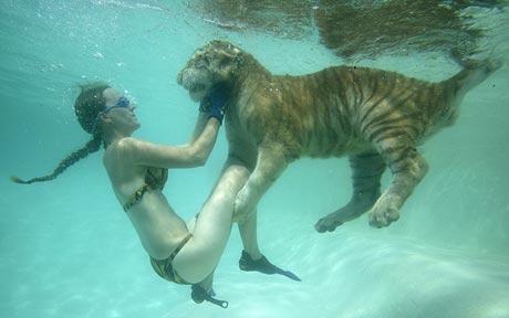 tiger_swim.jpg