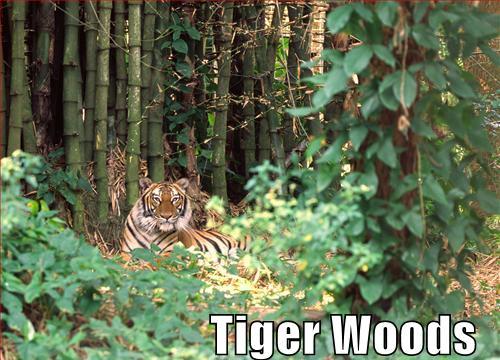 tiger_woods_tiger_1_1.jpg