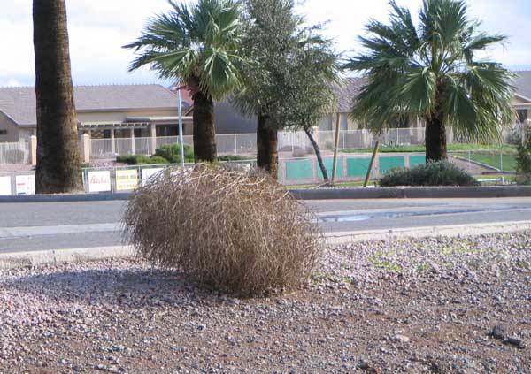 tumbleweeds02_1.jpg