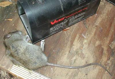 victor_electronic_rat_trap_1.jpg