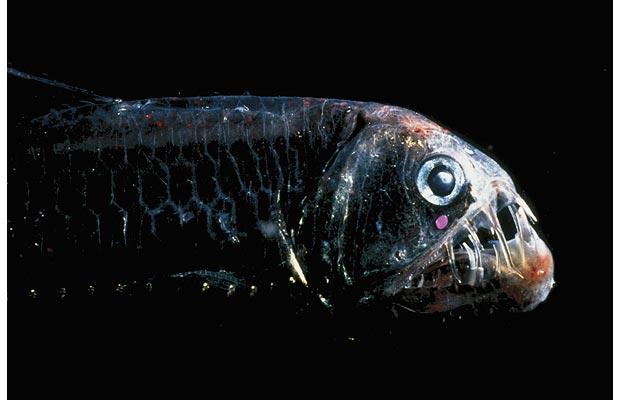 viperfish.jpg