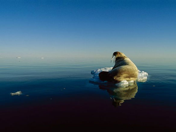 walrus_melting_ice.jpg