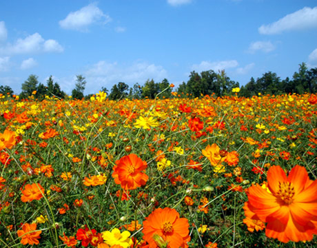 wildflower_meadow_de.jpg