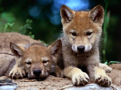 wolf_pups_3.jpg