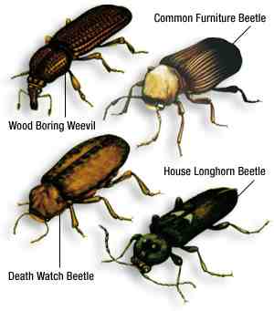 wood_beetle.jpg