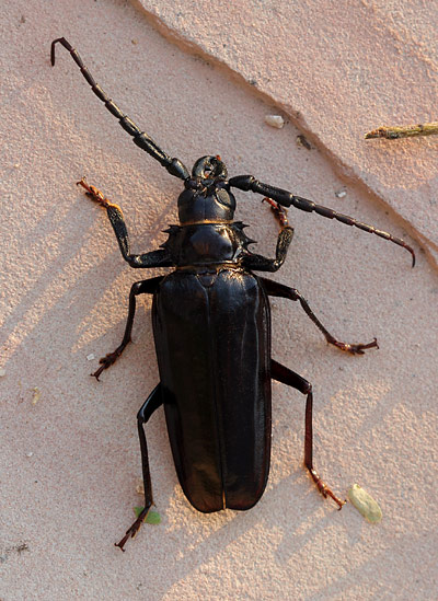 wood_boring_beetle.jpg