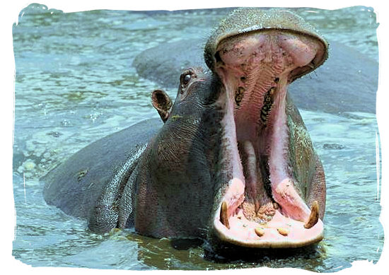 yawning_hippo.jpg