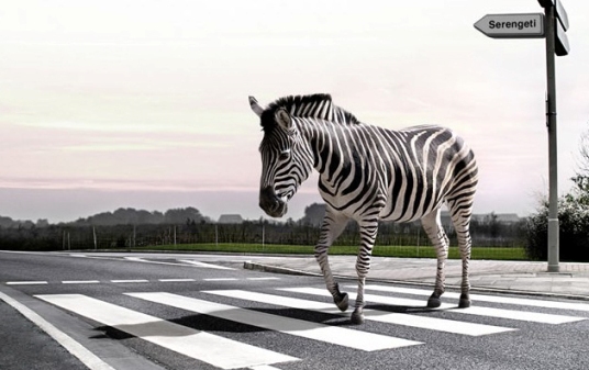 zebra_crossing_l.jpg