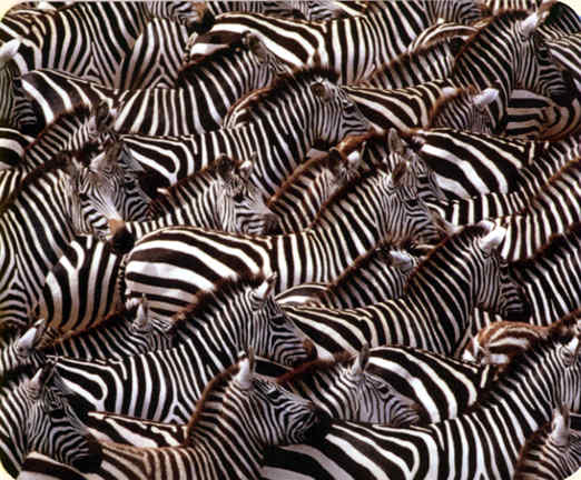 zebras.jpg